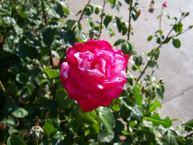 Name:  100_2350.jpg
Views: 357
Size:  50.6 KB