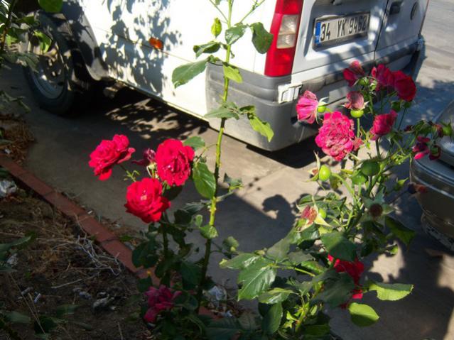 Name:  100_2351.jpg
Views: 331
Size:  56.1 KB