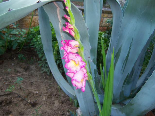 Name:  100_2354.jpg
Views: 423
Size:  43.1 KB