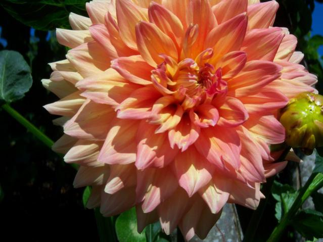 Name:  100_2363.jpg
Views: 405
Size:  44.2 KB