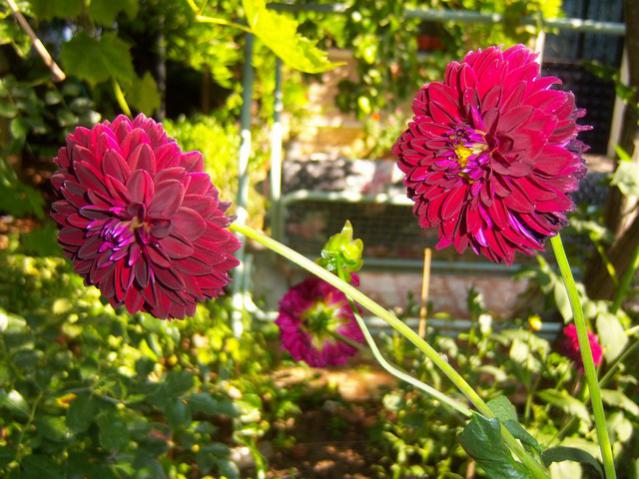Name:  100_2365.jpg
Views: 417
Size:  61.6 KB
