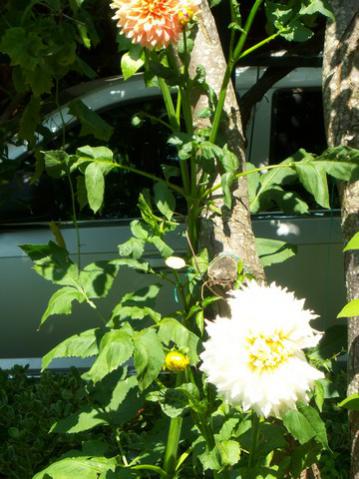 Name:  100_2380.jpg
Views: 400
Size:  37.6 KB