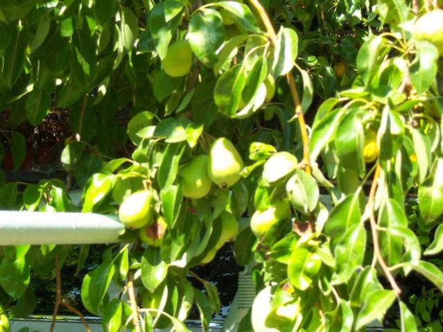 Name:  100_2383.jpg
Views: 418
Size:  62.1 KB