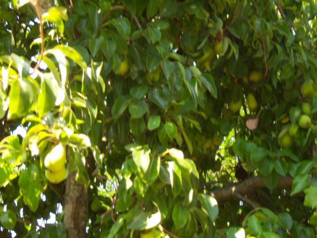 Name:  100_2384.jpg
Views: 427
Size:  53.7 KB