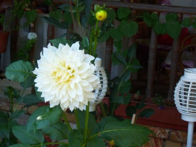 Name:  100_2390.jpg
Views: 424
Size:  36.7 KB