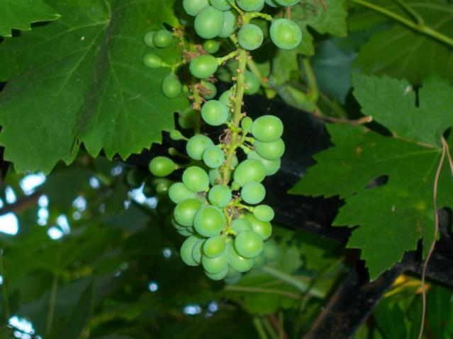 Name:  100_2392.jpg
Views: 464
Size:  37.3 KB