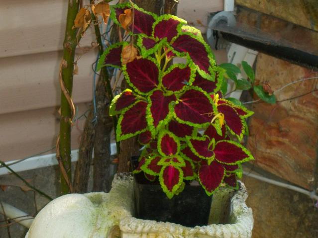 Name:  100_2397.jpg
Views: 441
Size:  46.8 KB