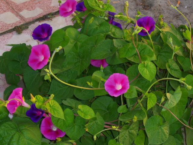 Name:  100_2402.jpg
Views: 466
Size:  52.1 KB