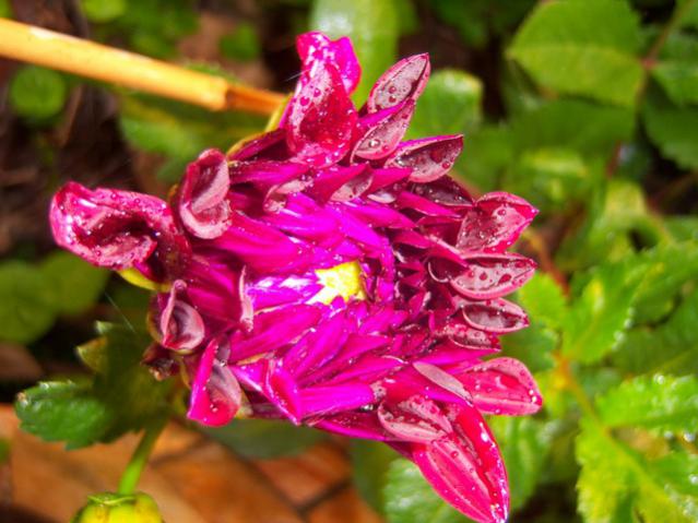 Name:  100_2409.jpg
Views: 422
Size:  49.1 KB