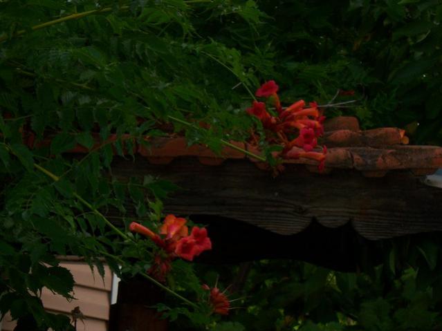 Name:  100_2419.jpg
Views: 428
Size:  33.0 KB