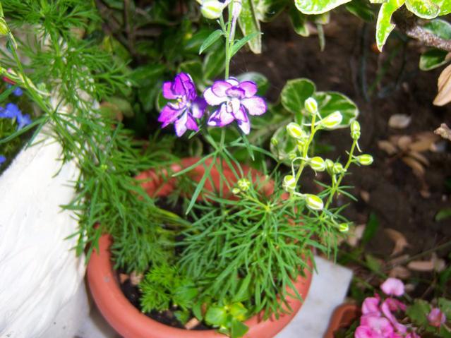 Name:  100_2422.jpg
Views: 416
Size:  54.2 KB