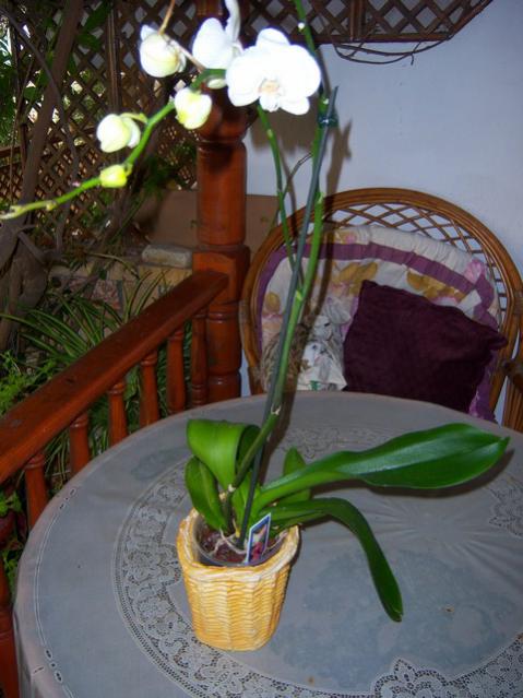 Name:  100_2424.jpg
Views: 440
Size:  48.2 KB