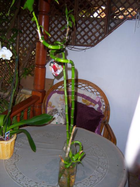 Name:  100_2425.jpg
Views: 449
Size:  45.9 KB