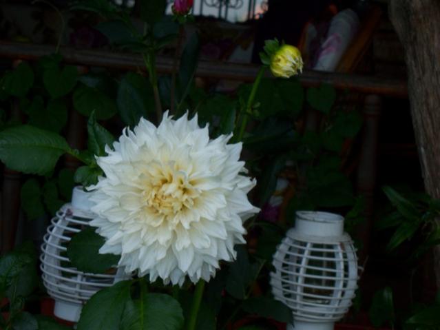 Name:  100_2426.jpg
Views: 413
Size:  30.0 KB