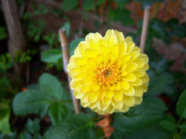 Name:  100_2427.jpg
Views: 421
Size:  29.2 KB