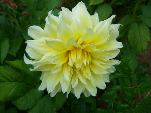 Name:  100_2429.jpg
Views: 446
Size:  33.2 KB