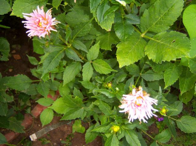 Name:  100_2430.jpg
Views: 426
Size:  56.2 KB