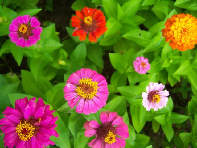 Name:  100_2440.jpg
Views: 447
Size:  46.4 KB