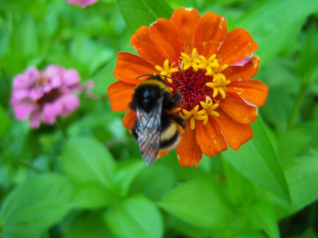 Name:  100_2442.jpg
Views: 441
Size:  31.0 KB