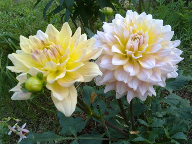 Name:  l1 005 (Byk).jpg
Views: 548
Size:  58.6 KB