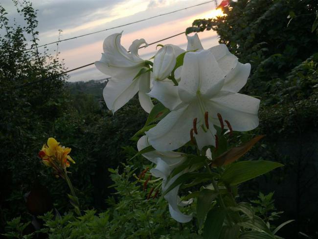 Name:  l1 006 (Byk).jpg
Views: 549
Size:  44.6 KB