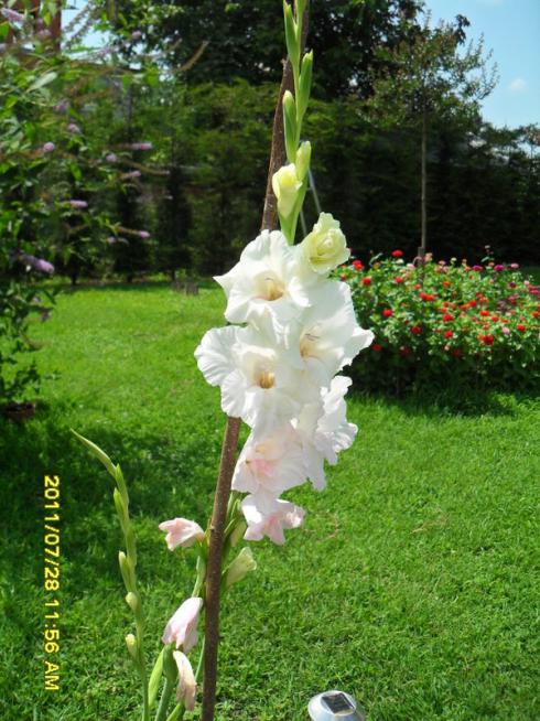 Name:  008.jpg
Views: 611
Size:  70.9 KB