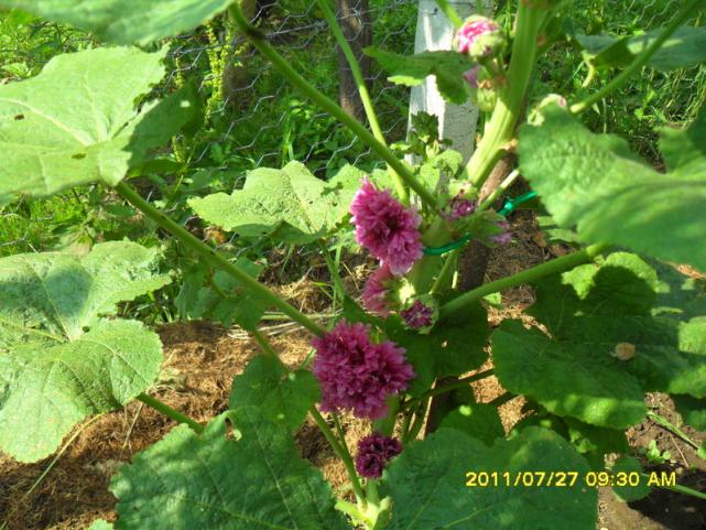 Name:  002.jpg
Views: 627
Size:  70.9 KB