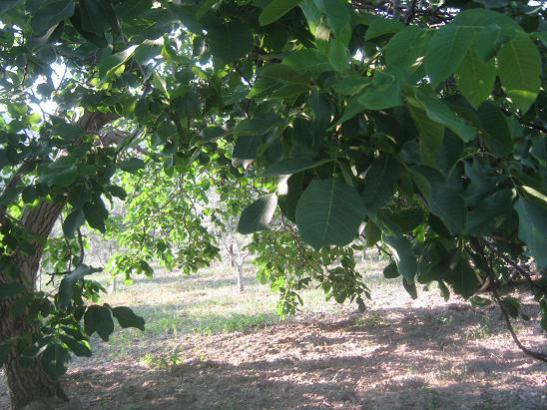 Name:  bahe1.jpg
Views: 1518
Size:  54.7 KB