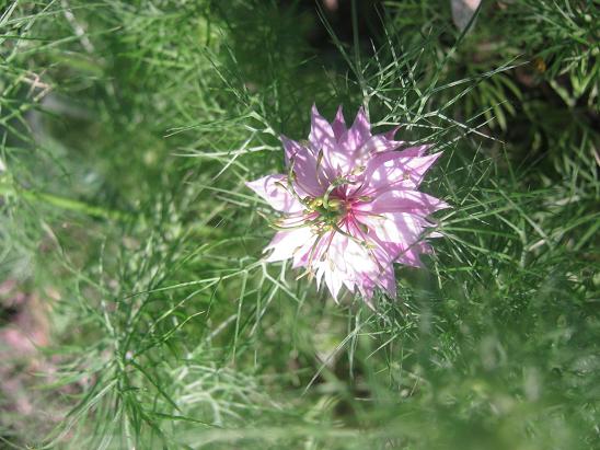 Name:  pembe rekotu.JPG
Views: 1494
Size:  60.8 KB