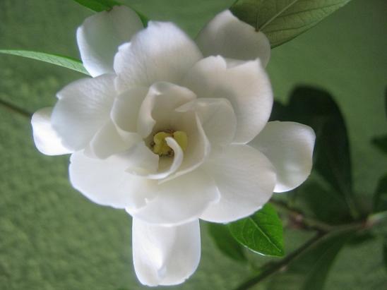 Name:  gardenya.JPG
Views: 1962
Size:  33.8 KB