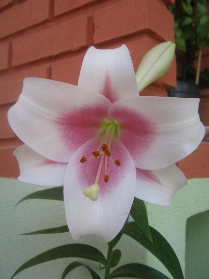 Name:  lilium.JPG
Views: 1505
Size:  30.7 KB