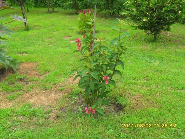 Name:  001.jpg
Views: 965
Size:  70.9 KB