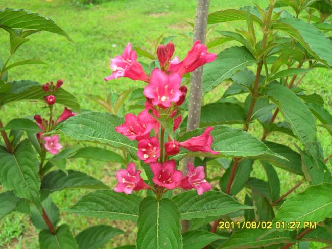 Name:  005.jpg
Views: 956
Size:  58.9 KB