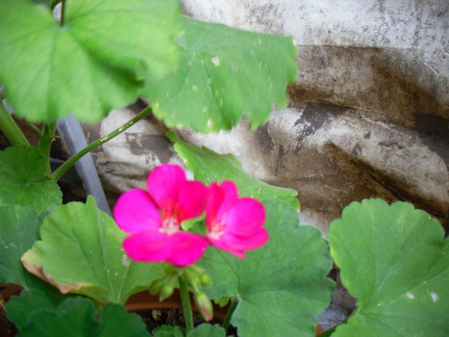 Name:  SDC12531 copy.jpg
Views: 660
Size:  40.8 KB