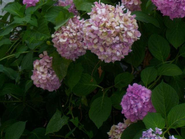 Name:  100_2471.jpg
Views: 383
Size:  37.1 KB