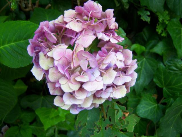 Name:  100_2474.jpg
Views: 374
Size:  44.6 KB