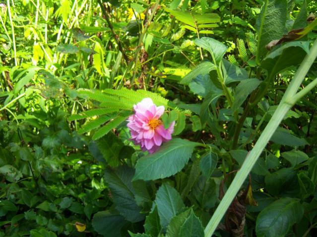 Name:  100_2486.jpg
Views: 389
Size:  67.1 KB