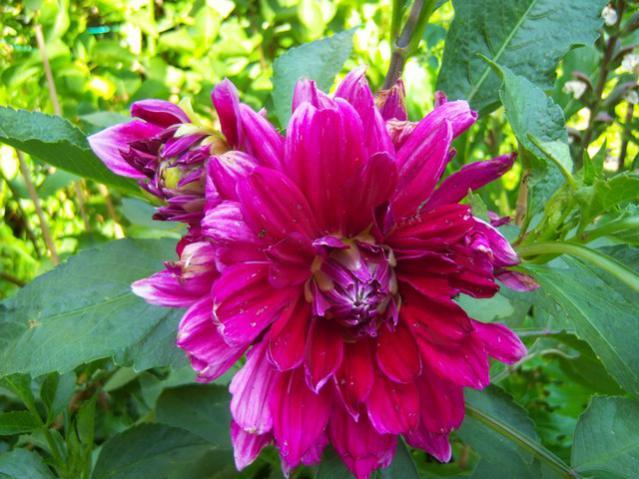 Name:  100_2489.jpg
Views: 369
Size:  56.5 KB