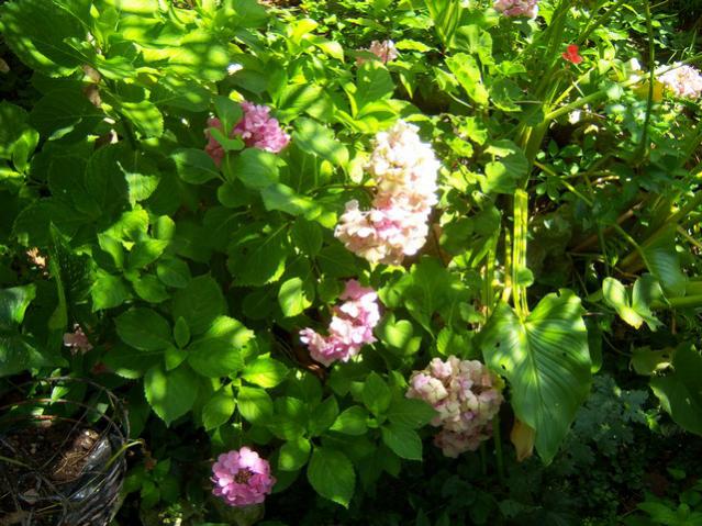 Name:  100_2497.jpg
Views: 356
Size:  69.0 KB