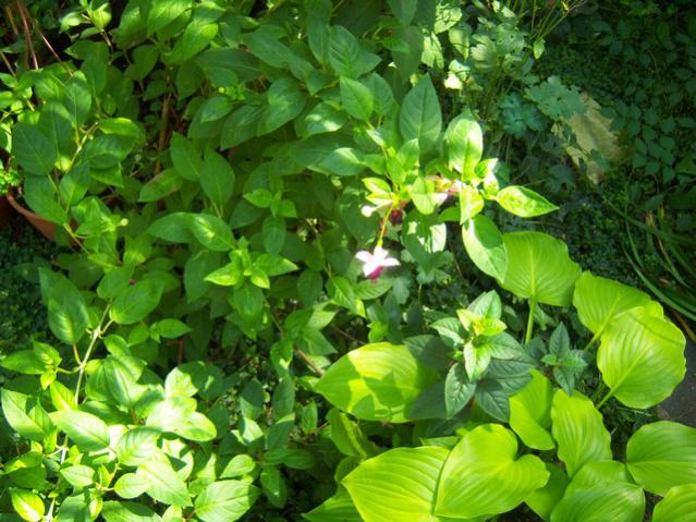 Name:  100_2498.jpg
Views: 361
Size:  65.5 KB
