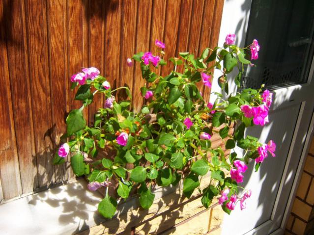 Name:  100_2504.jpg
Views: 381
Size:  65.5 KB