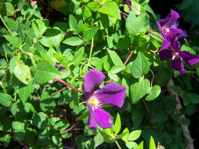 Name:  100_2518.jpg
Views: 347
Size:  61.3 KB