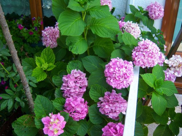 Name:  100_2520.jpg
Views: 399
Size:  61.6 KB