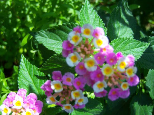 Name:  100_2528.jpg
Views: 389
Size:  49.9 KB