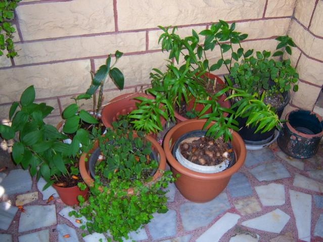 Name:  100_2530.jpg
Views: 385
Size:  57.5 KB