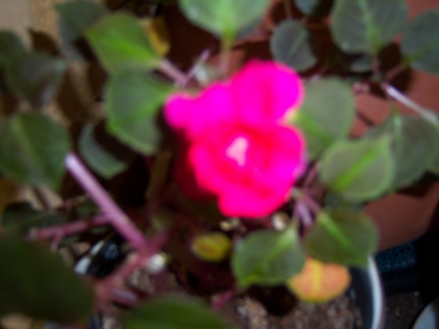 Name:  100_2531.jpg
Views: 355
Size:  69.6 KB