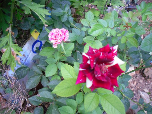 Name:  SDC12557 copy.jpg
Views: 675
Size:  62.7 KB
