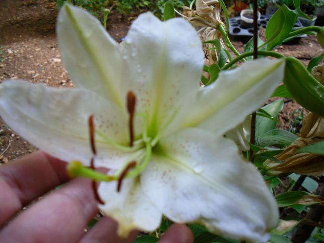 Name:  SDC12561 copy.jpg
Views: 643
Size:  39.6 KB