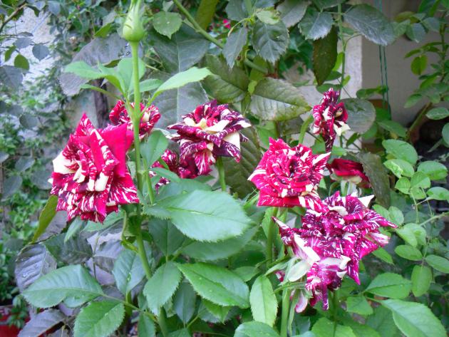Name:  SDC12562 copy.jpg
Views: 653
Size:  71.0 KB