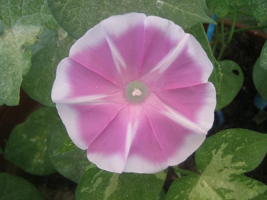 Name:  beyaz kenarlı pembe sabah s..JPG
Views: 1361
Size:  43.2 KB